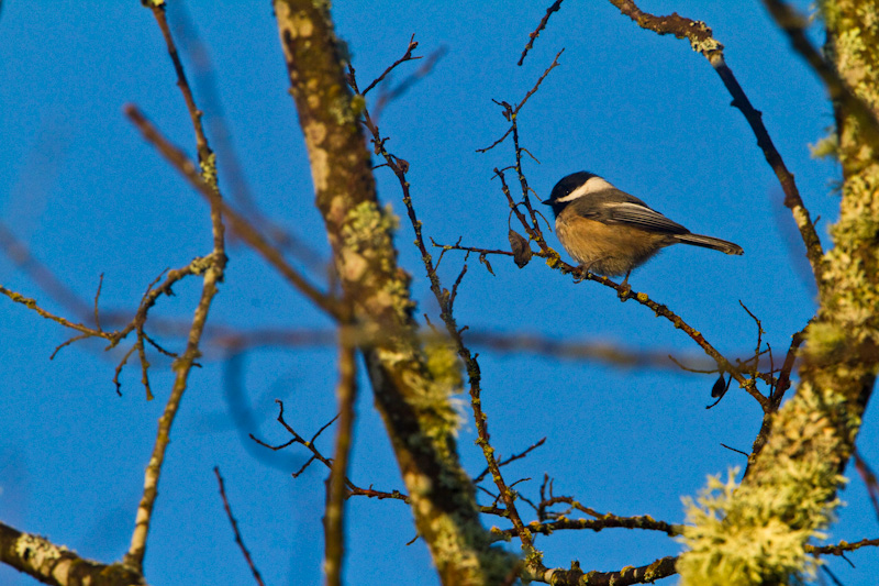 Black-Capped Chickadee